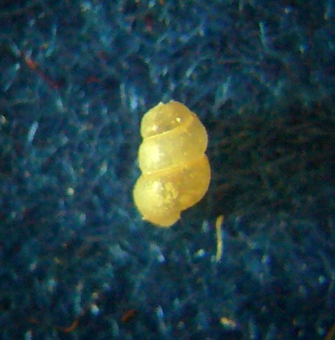 Giovane Truncatella?